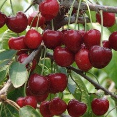 Tüplü Yarı Bodur Verimli Kütahya Vişne Fidanı (10 adet)