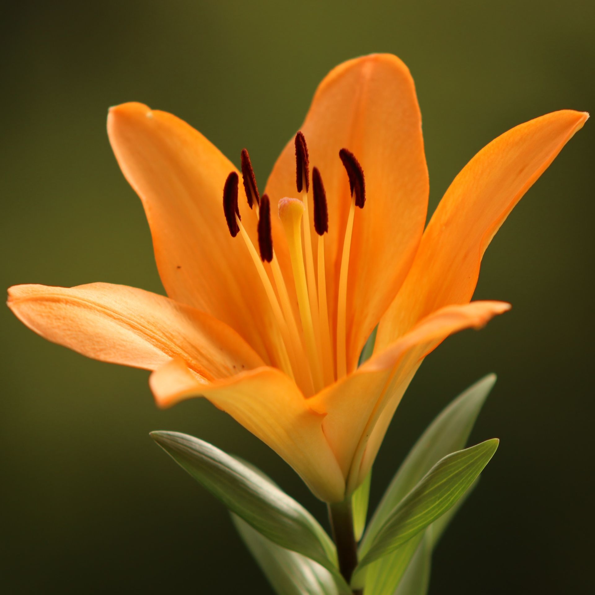 Jumping Joy Turuncu Renkli Kokulu Zambak Soğanı (1 adet)
