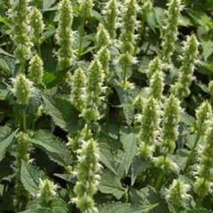 DevMeksida Beyazı Hyssop Çiçeği Tohumu(50 tohum)