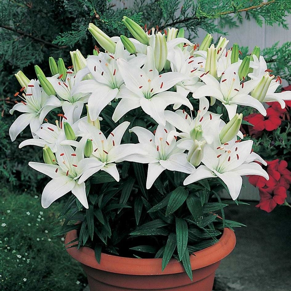 White Joy Beyaz Renkli Kokulu Zambak Soğanı (1 adet)