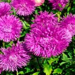 İğne Çiçekli Violet Aster Çiçeği Tohumu (25 tohum)