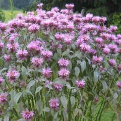 Monarda Fistulosa Çiçeği Tohumu (30 tohum)