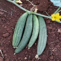 Black Kantarcı Acur Tohumu (50 Tohum)
