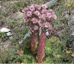 Sempervivum Tectorum Çiçeği Tohumu (20 tohum)