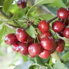 Tüplü Yarı Bodur Kendine Verimli Celeste Kiraz Fidanı