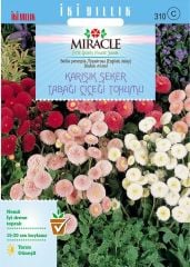 Miracle Karışık Şeker Tabağı Çiçeği Tohumu (600 tohum)