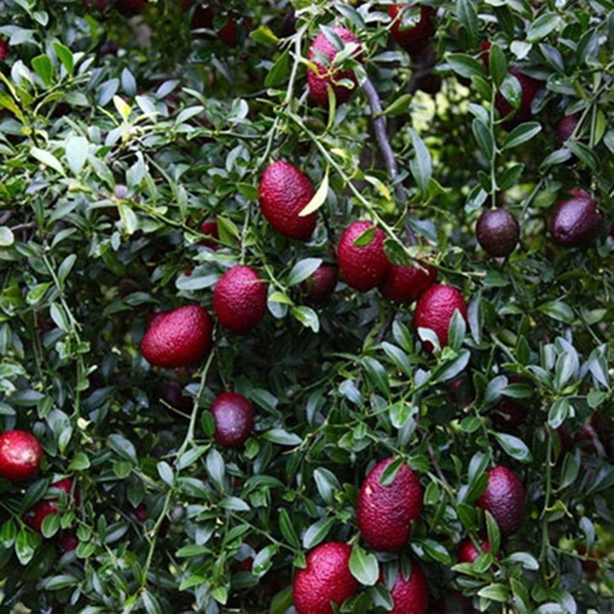 Tüplü Avustralya Blood Lime Limon Fidanı (Seneye Meyve Verir)