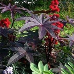 Kırmızı Kene (Castor Bean) Çiçeği Tohumu (5 tohum)