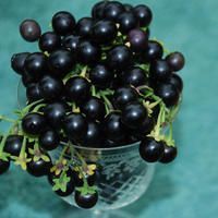 Wonderberry Meyvesi Tohumu (5 tohum)