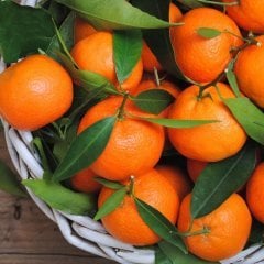 Tüplü Yarı Bodur Erkenci Early Em Mandalin Fidanı