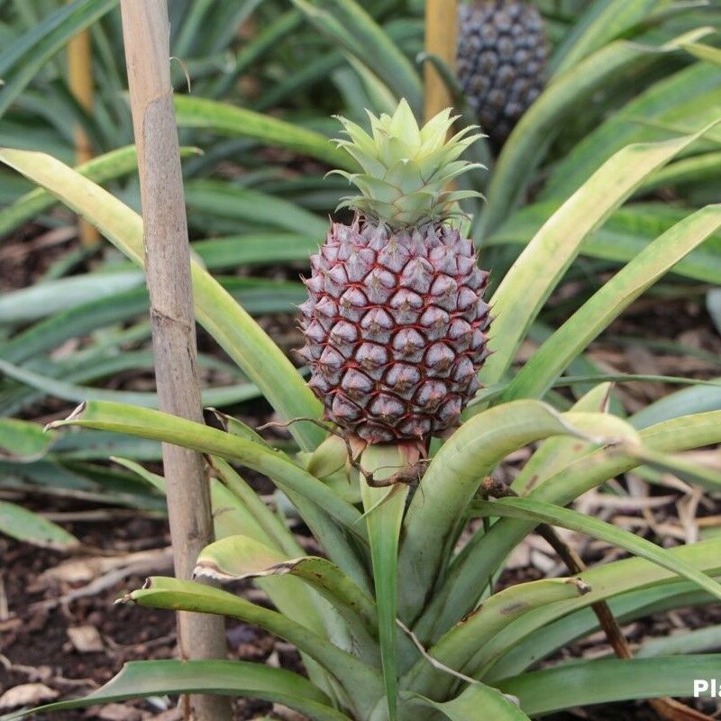 Tüplü Tropikal Ananas Fidanı