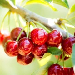 Tüplü Yarı Bodur Kendine Verimli Sweet Heart Kiraz Fidanı