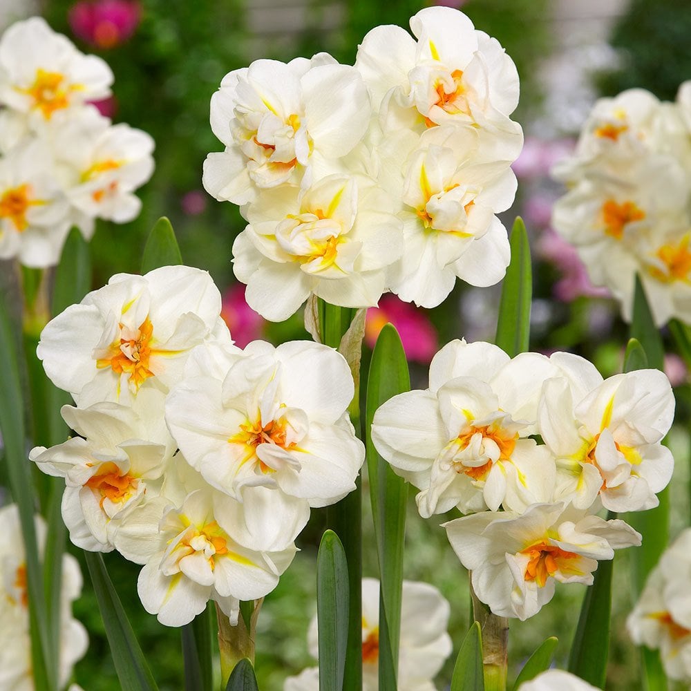 Kokulu Katmerli White Leon Nergis Soğanı (4 Adet)