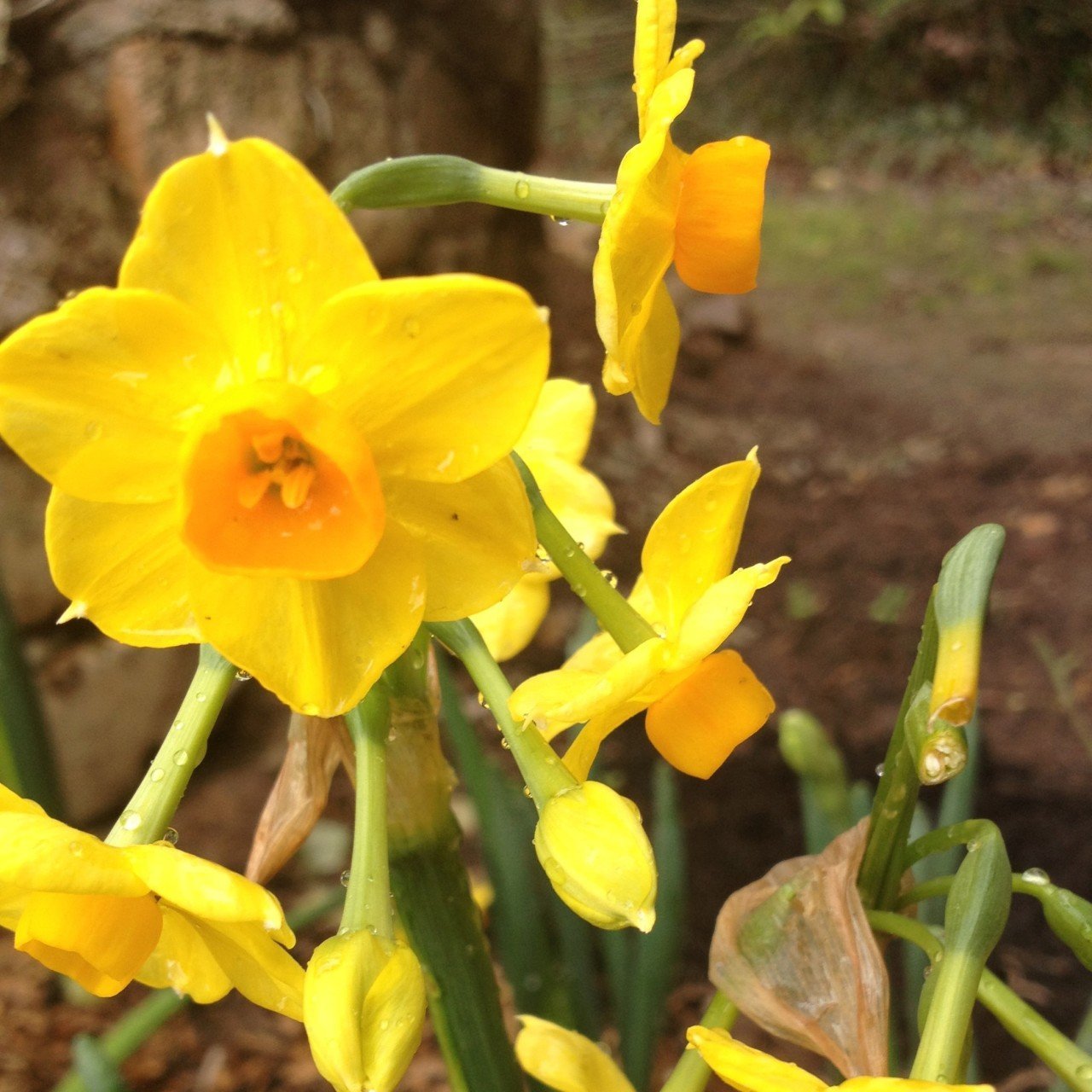 Garden Opera Nergis Soğanı (5 adet)