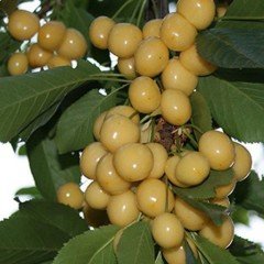 Tüplü Tam Bodur Aromatik (Starks Gold) Sarı Kiraz Fidanı