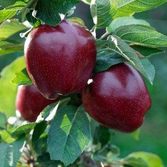 Tüplü Yarı Bodur Red Joremini Elma Fidan