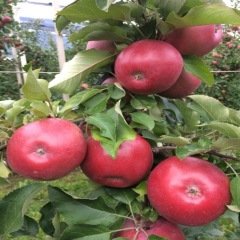 Tüplü Yarı Bodur Japon Fuji Elma Fidanı