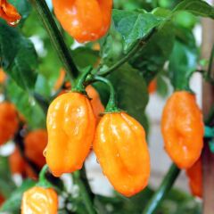 Ata Tohum Geleneksel Carbonero Peach Çok Acı Biber Tohumu (10 Tohum)