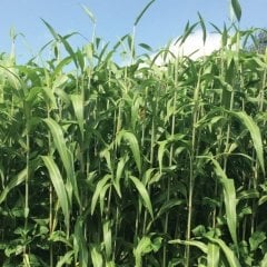 Sudan Sorgun Otu Tohumu (10 kg)