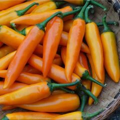 Ata Tohum Geleneksel Bulgarian Carrot Hot Chili Biber Biber Tohumu (10 Tohum)