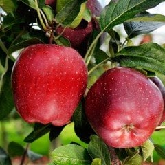 Tüplü Yarı Bodur Starkrimson Kırmızı Elma Fidanı