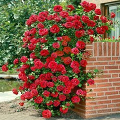 Kokulu Red Beauty Kırmızı Yediveren Sarmaşık Gül Tohumu (10 tohum)