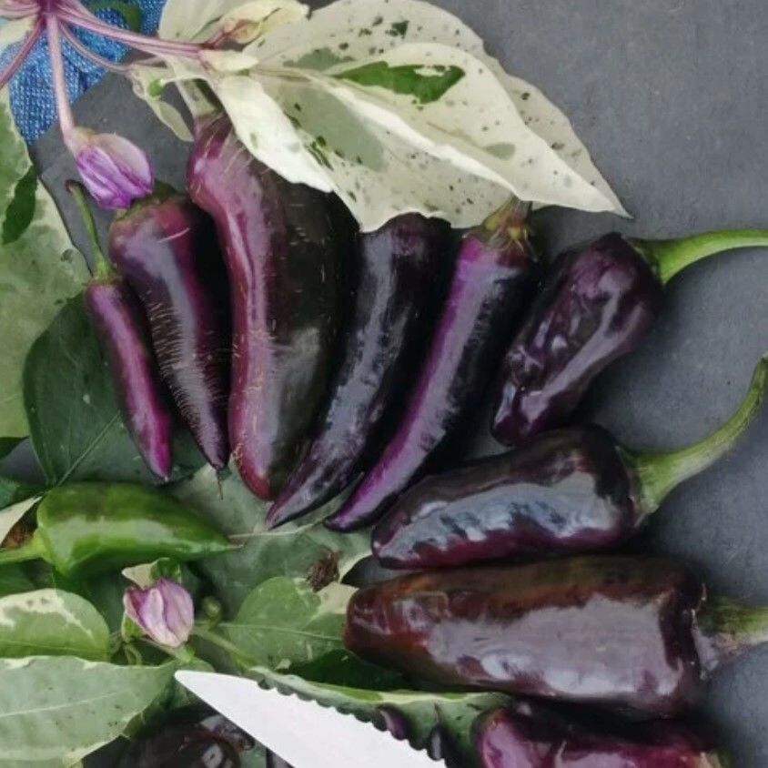 Nadir Ata Tohum Çok Acı Tiger Biber Tohumu (10 tohum)