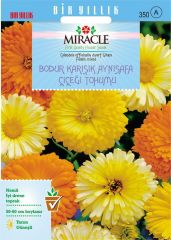 Miracle Karışık Renkli Bodur Aynısafa Çiçeği Tohumu (Gitana Mixed) (150 TOHUM)