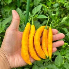 Nadir Ata Tohum Çok Acı Aji Guyana Chili Biber Tohumu (10 tohum)