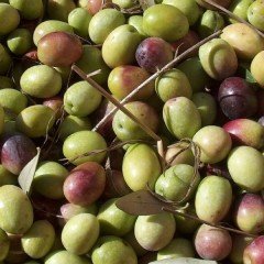 Tüplü İspanyol Bodur İri Arbequina Zeytin Fidanı(5-6 Yaş)