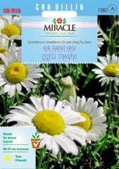 Miracle Krizantem Kır Papatyası Çiçeği Tohumu (100tohum)