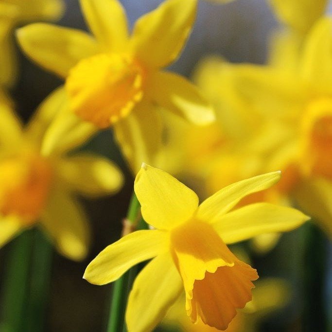 Love Day Nergis Soğanı (5 adet)