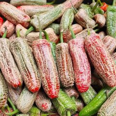 Nadir Ata Tohum Jalapeno Farmers Biber Tohumu (10 tohum)