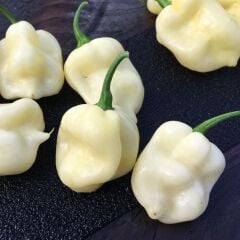 Nadir Ata Tohum 7 Pot White Acı Biber Tohumu(10 tohum)