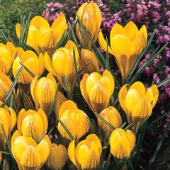 Dorothy Yellow Çiğdem Soğanı (5 adet)