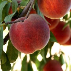 Tüplü Tam Bodur İnnovative Tree Cresthaven Şeftali Fidanı