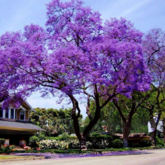 Dünyanın En Hızlı Büyüyen Tomentasa Paulownia Ağacı Tohumu (50tohum)