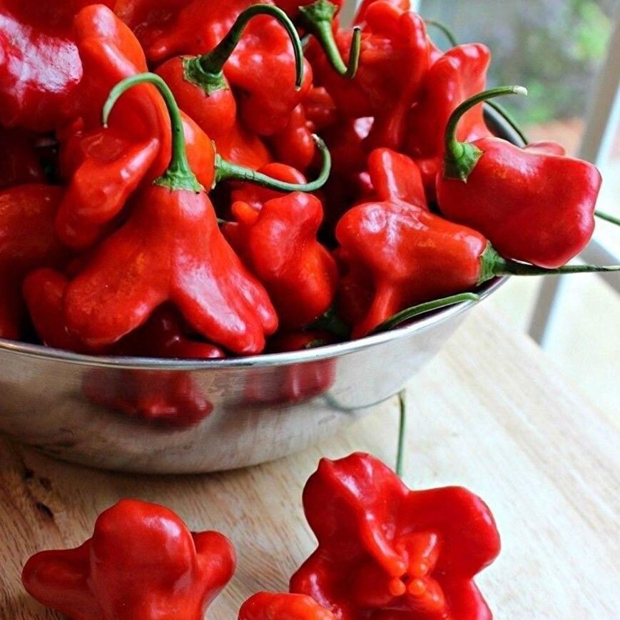 Geleneksel Doğal Bishops Crown Çan Biber Gül biber Tohumu (10 tohum)