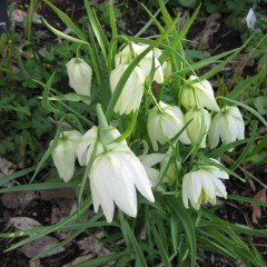 Beyaz Fritillaria Alba Beyaz Ters Lale Soğanı (3 adet)