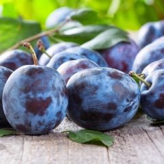 Tüplü Tam Bodur İnnovative Verimli Tree Mürdüm Eriği Fidanı