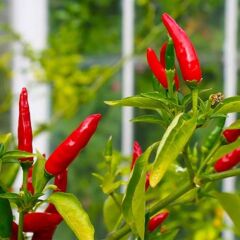 Geleneksel Birds Eye Acı Mini Chili Pepper Biber Tohumu (70 Tohum)