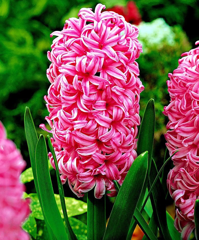 Pearl Pembe Renkli Sümbül Soğanı (3 adet)