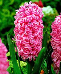 Pearl Pembe Renkli Sümbül Soğanı (3 adet)