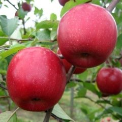 Tüplü Tam Bodur İri Meyveli Fuji Kiku Elma Fidanı