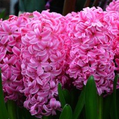 Candy Pink Surprise Sümbül Soğanı (3 adet)