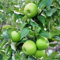 Tüplü Tam Bodur Yeşil Granny Smith Elma Fidanı