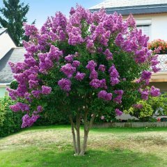 Tüplü Mor Renkli Kokulu Oya Ağacı Fidanı(70-120 cm)
