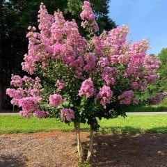 Tüplü Pembe Renkli Oya Ağacı Fidanı(70-120 cm)