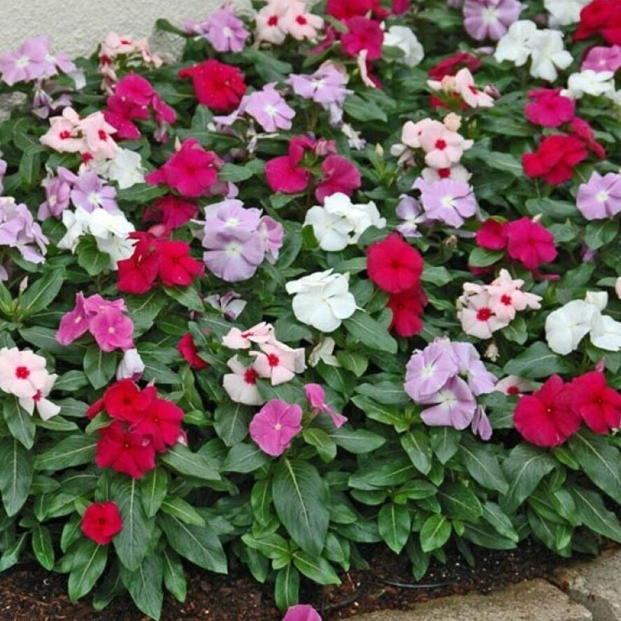 Daima Yeşil Mixed Soğuklara Karşı Dayanıklı Vinca Cezayir Menekşesi Çiçeği Fidesi (5 Fide)