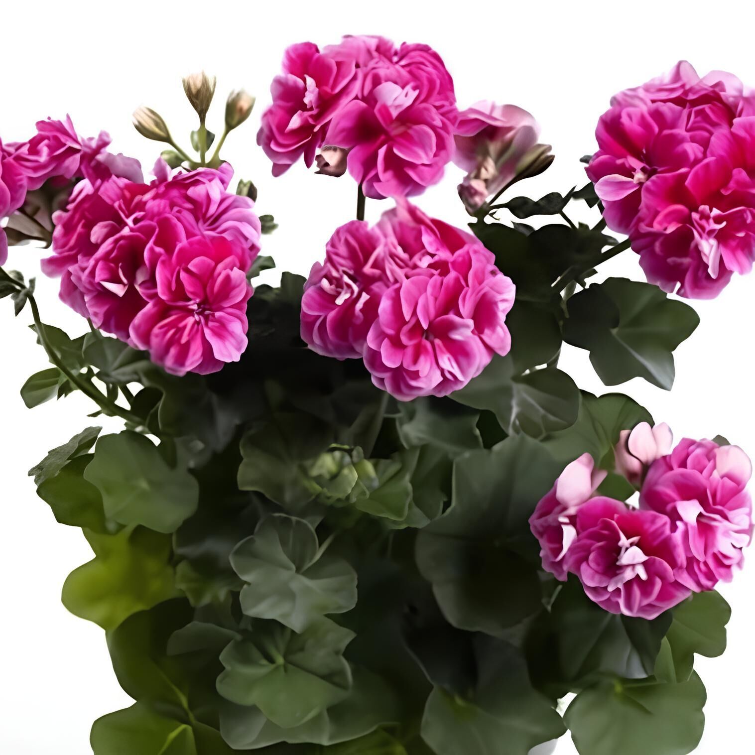 Ender Bitki Katmerli Sarkan Grandeur İvy Stardust Sakız Sardunya Fidesi (1 Fide)